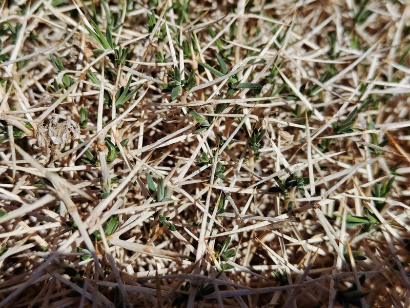 Acanthophyllum glandulosum photo 5