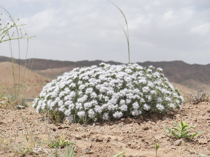 Acanthophyllum glandulosum photo 6