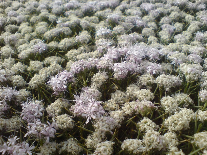 Acanthophyllum glandulosum photo 8