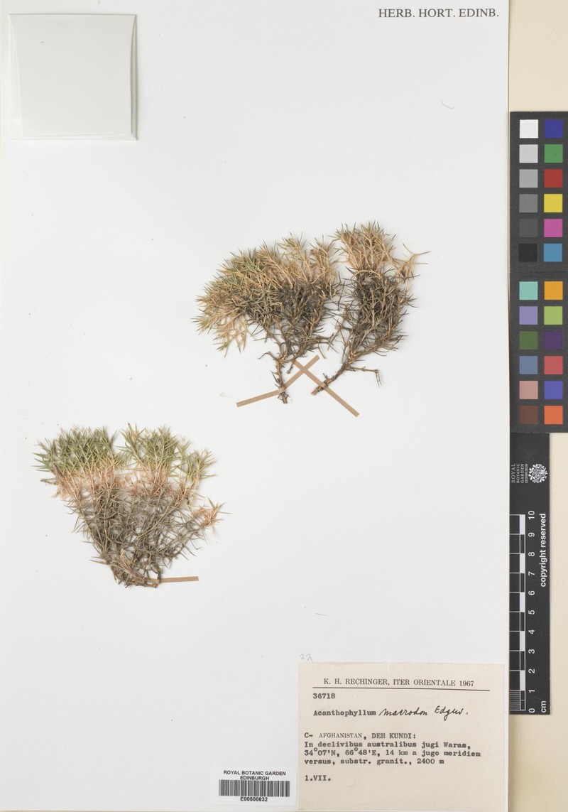Acanthophyllum grandiflorum