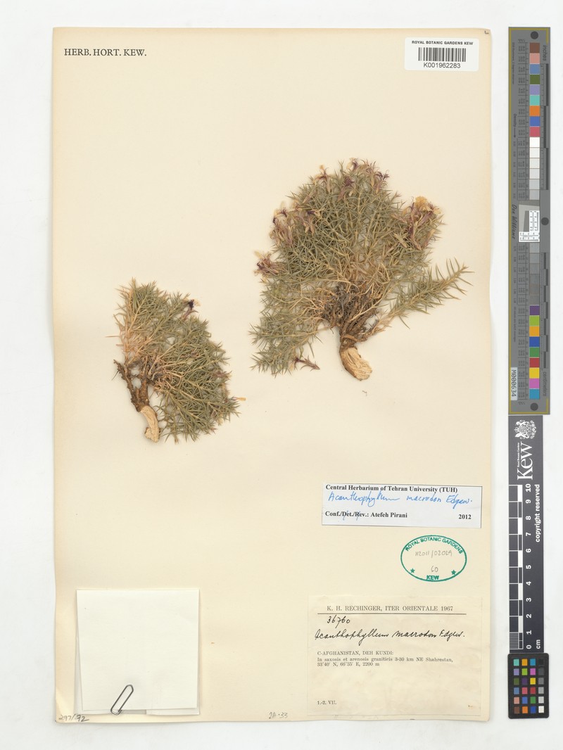 Acanthophyllum grandiflorum photo 2