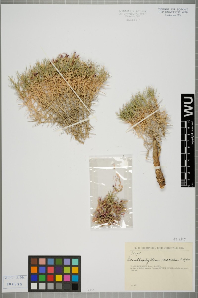 Acanthophyllum grandiflorum photo 3