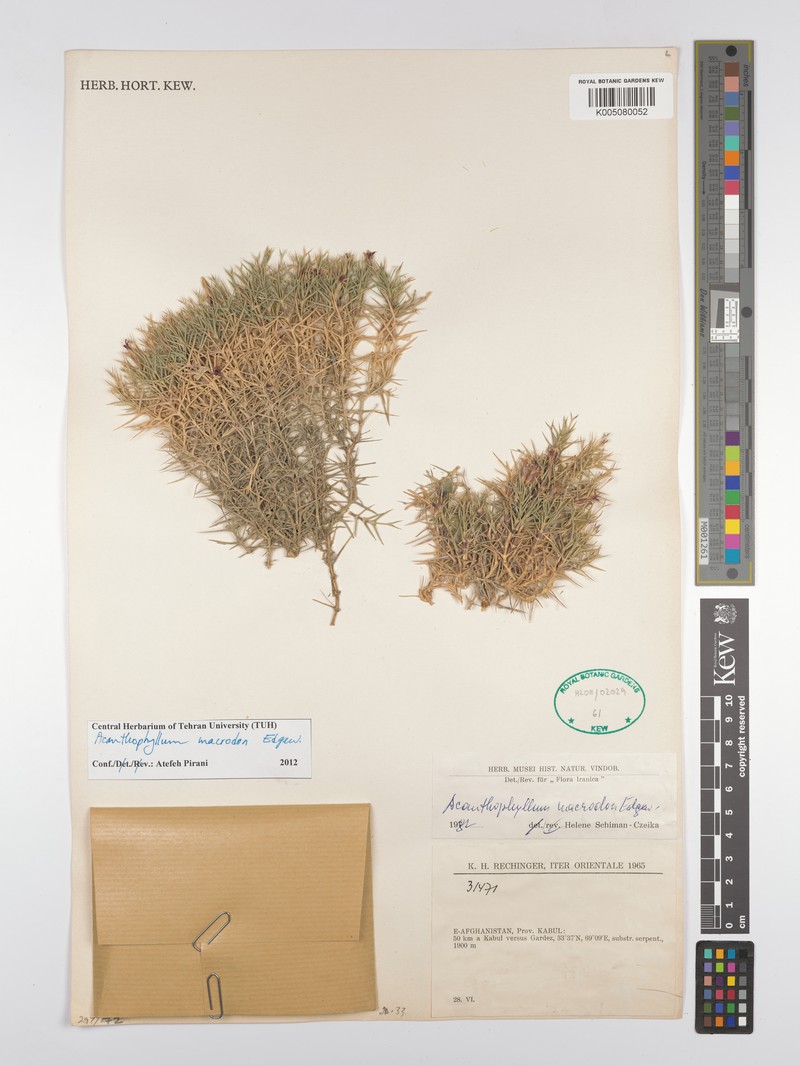 Acanthophyllum grandiflorum photo 4