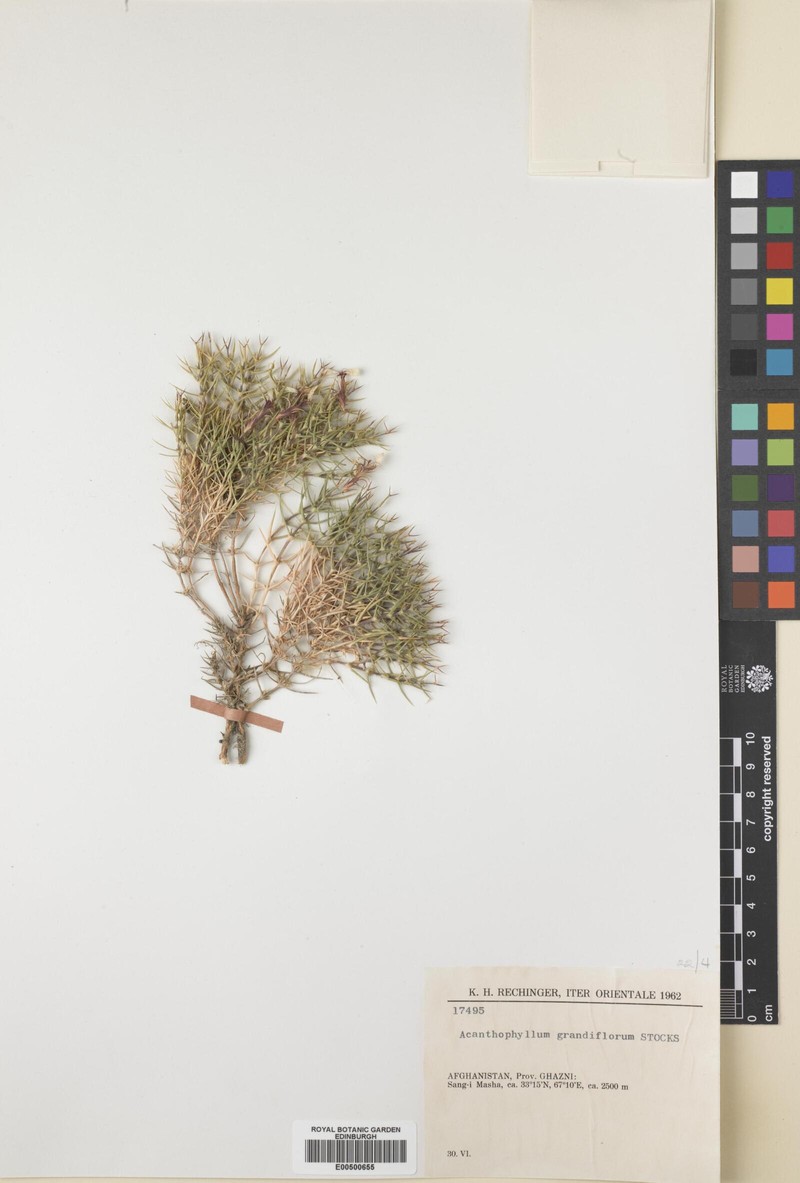 Acanthophyllum grandiflorum photo 5