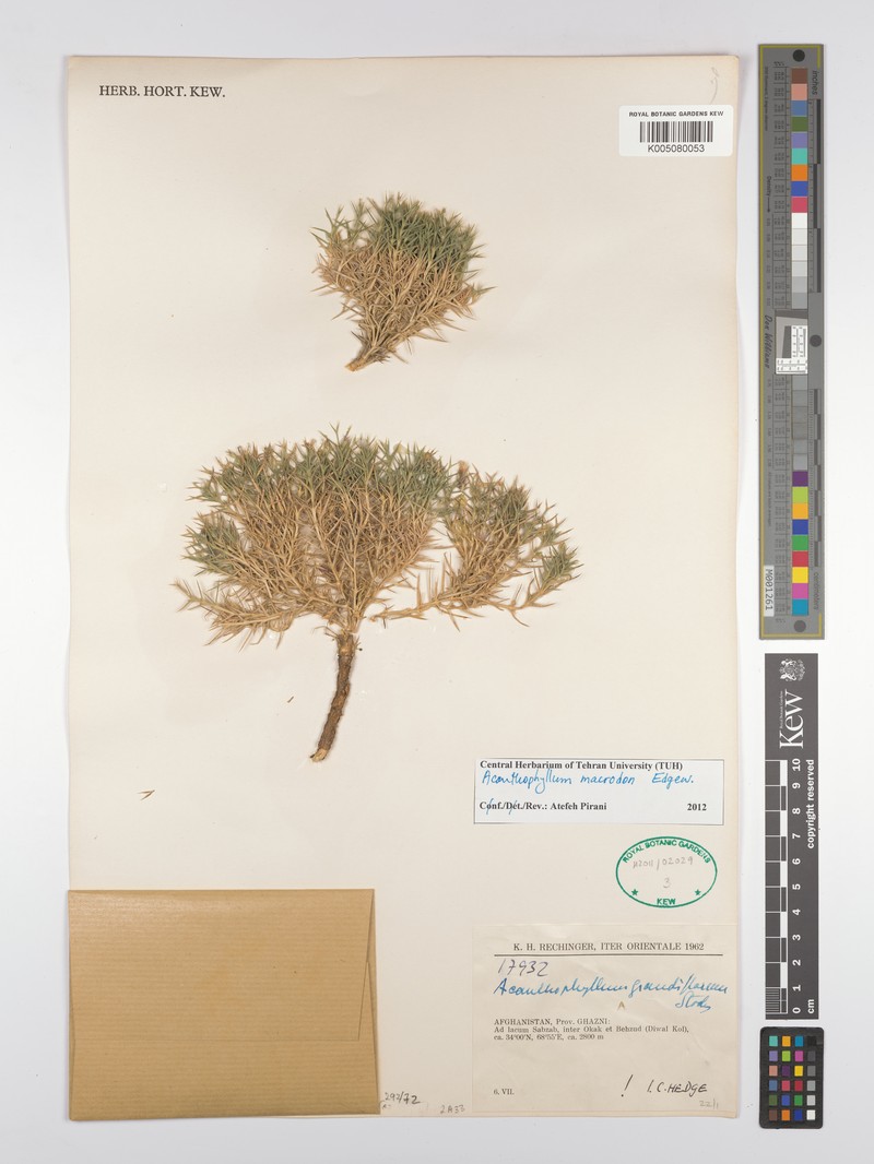 Acanthophyllum grandiflorum photo 6