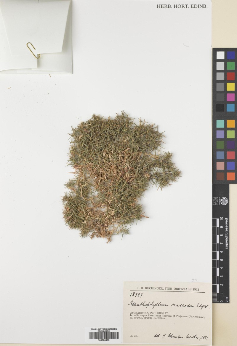 Acanthophyllum grandiflorum photo 7