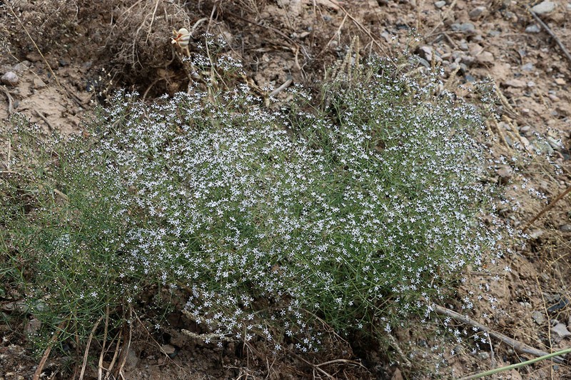 Acanthophyllum gypsophiloides