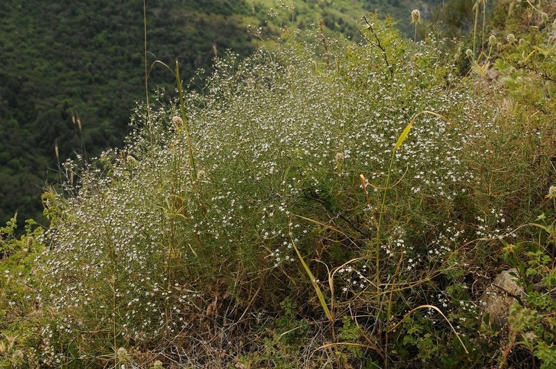 Acanthophyllum gypsophiloides photo 3