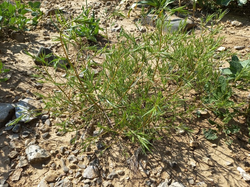 Acanthophyllum gypsophiloides photo 4