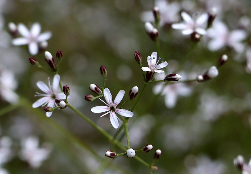 Acanthophyllum gypsophiloides photo 5