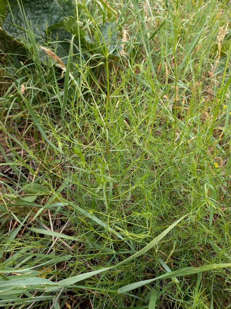 Acanthophyllum gypsophiloides photo 6