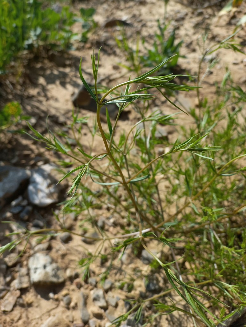 Acanthophyllum gypsophiloides photo 7
