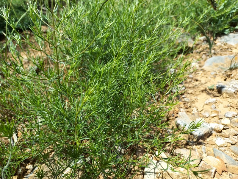 Acanthophyllum gypsophiloides photo 8