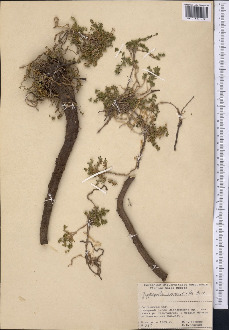 Acanthophyllum herniarioides photo 2