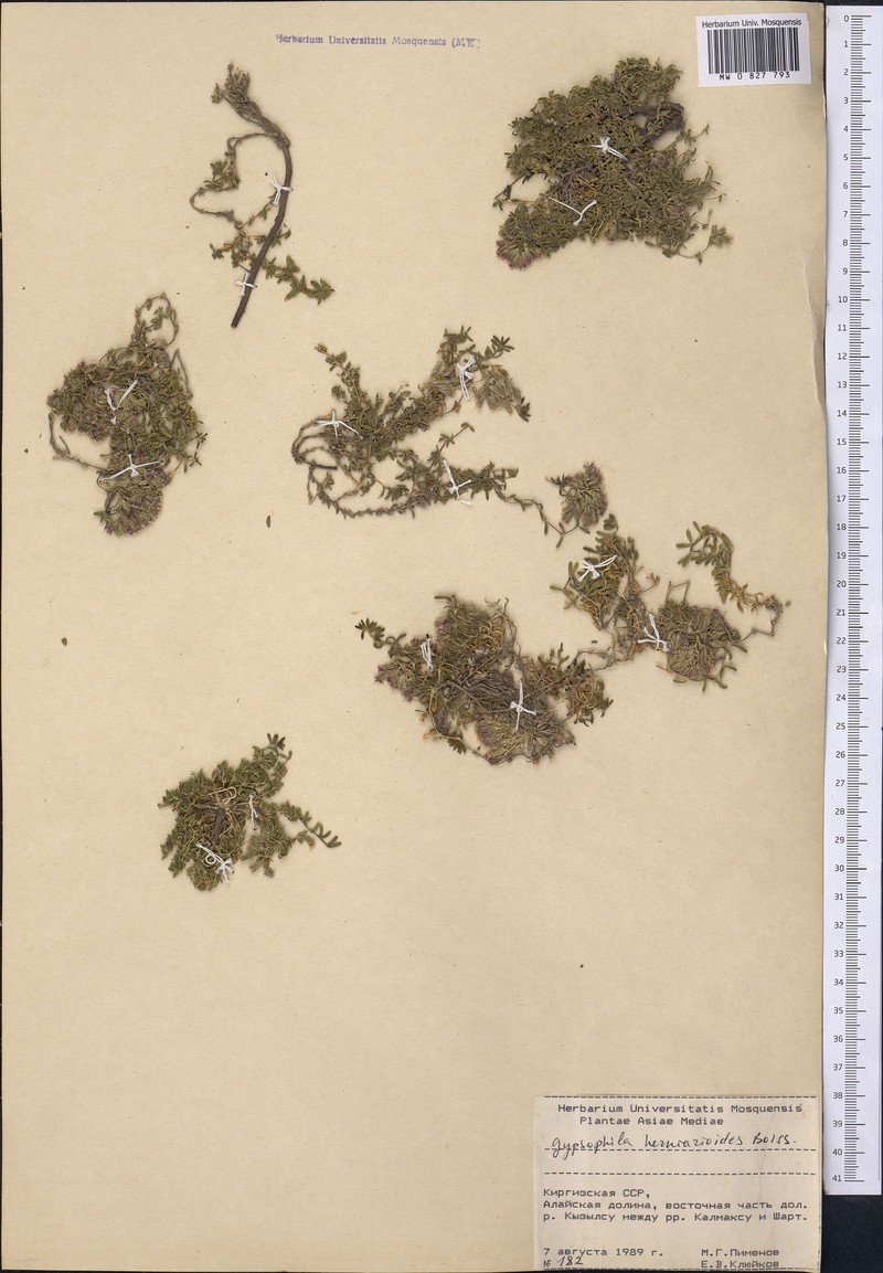 Acanthophyllum herniarioides photo 3