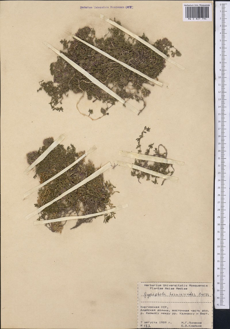 Acanthophyllum herniarioides photo 4
