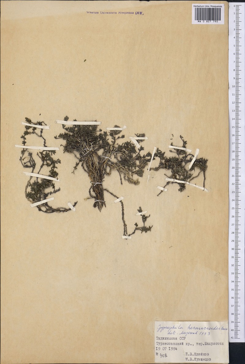 Acanthophyllum herniarioides photo 5