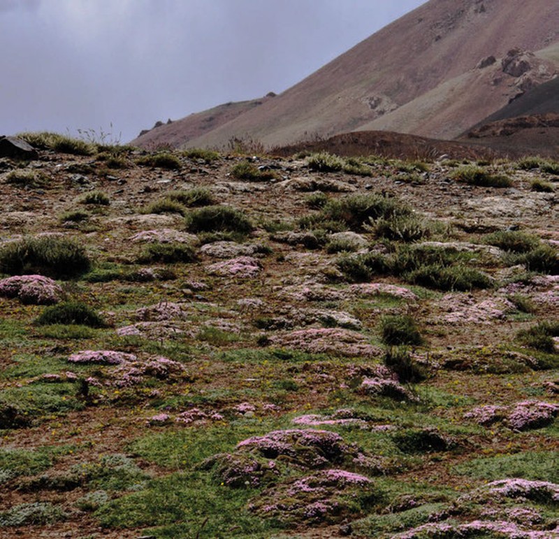 Acanthophyllum herniarioides
