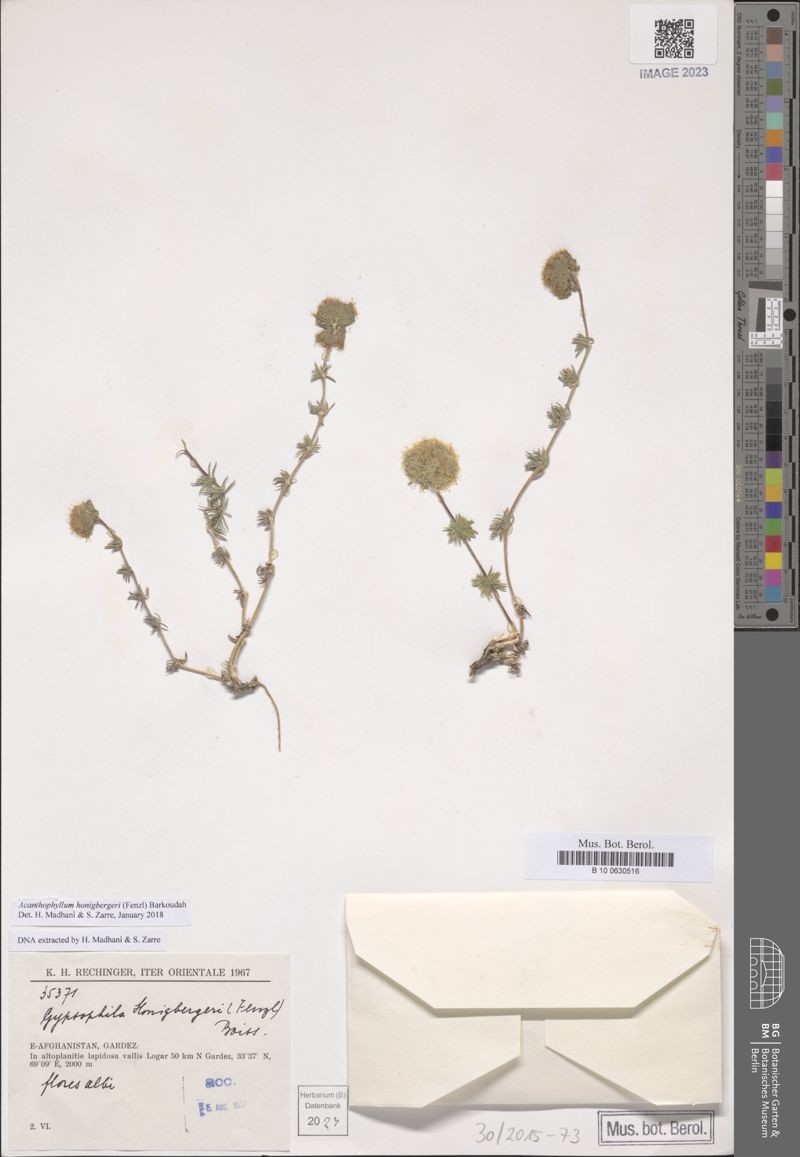 Acanthophyllum honigbergeri