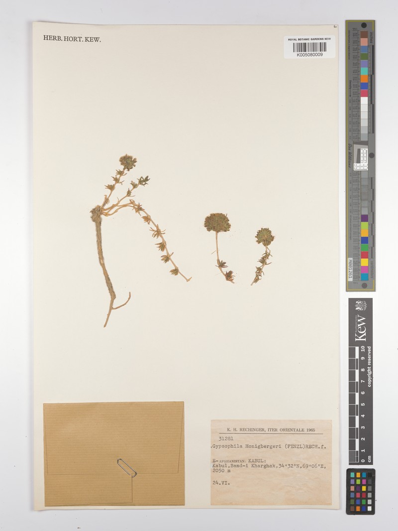 Acanthophyllum honigbergeri photo 2