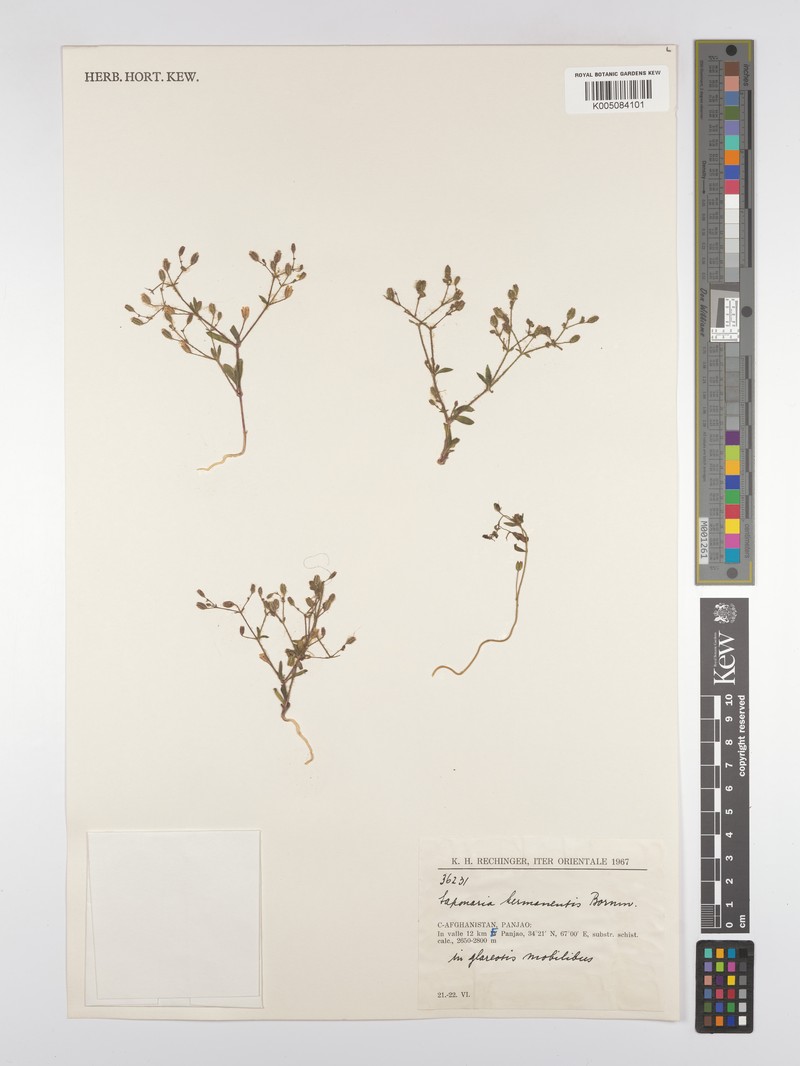 Acanthophyllum kermanense