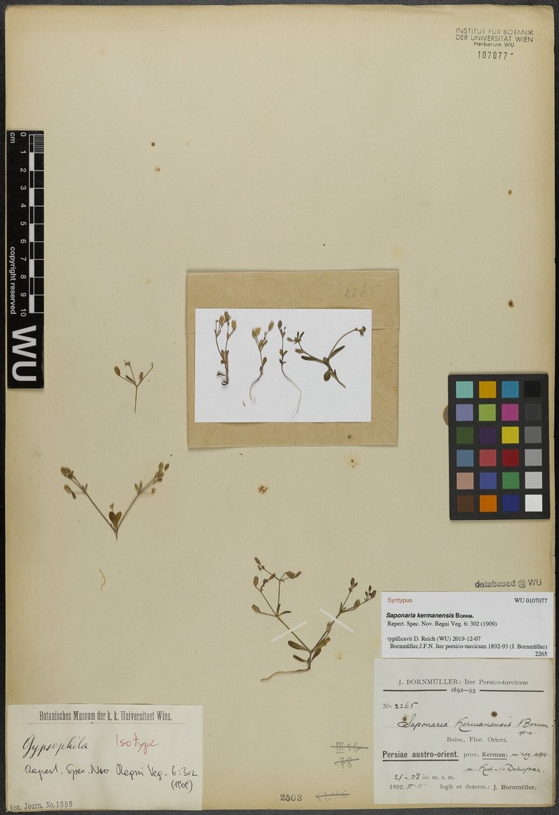 Acanthophyllum kermanense photo 2
