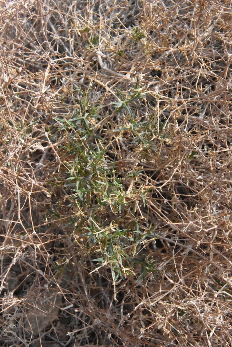 Acanthophyllum korolkowii