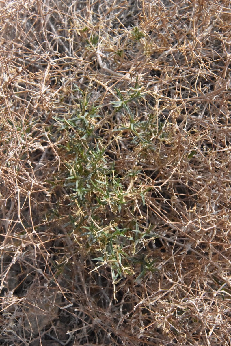 Acanthophyllum korolkowii photo 2