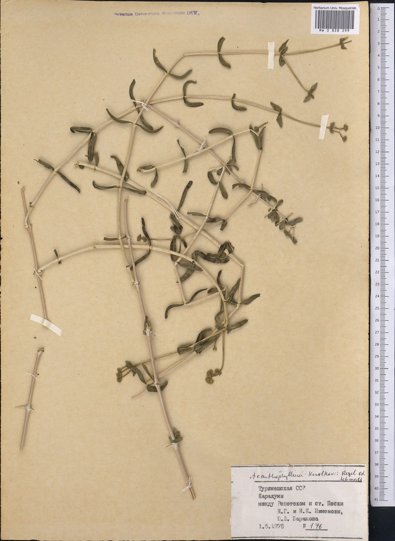 Acanthophyllum korolkowii photo 3