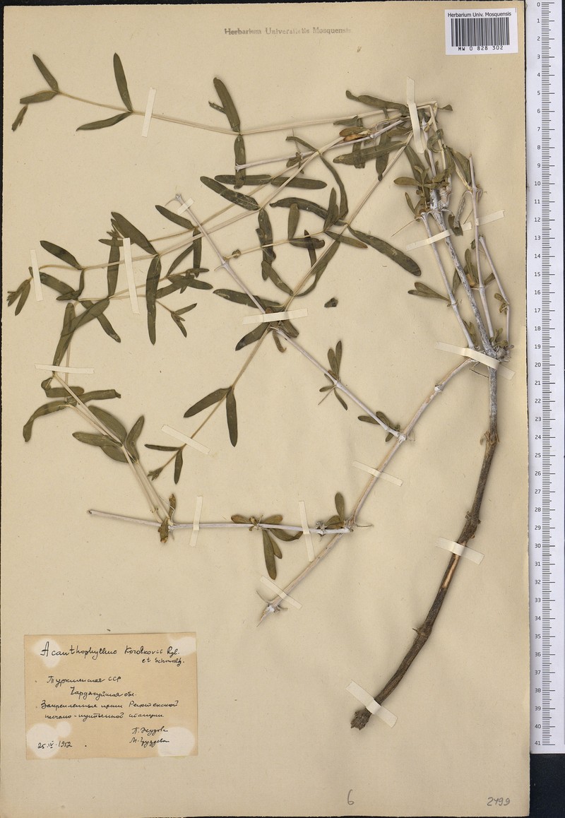 Acanthophyllum korolkowii photo 4