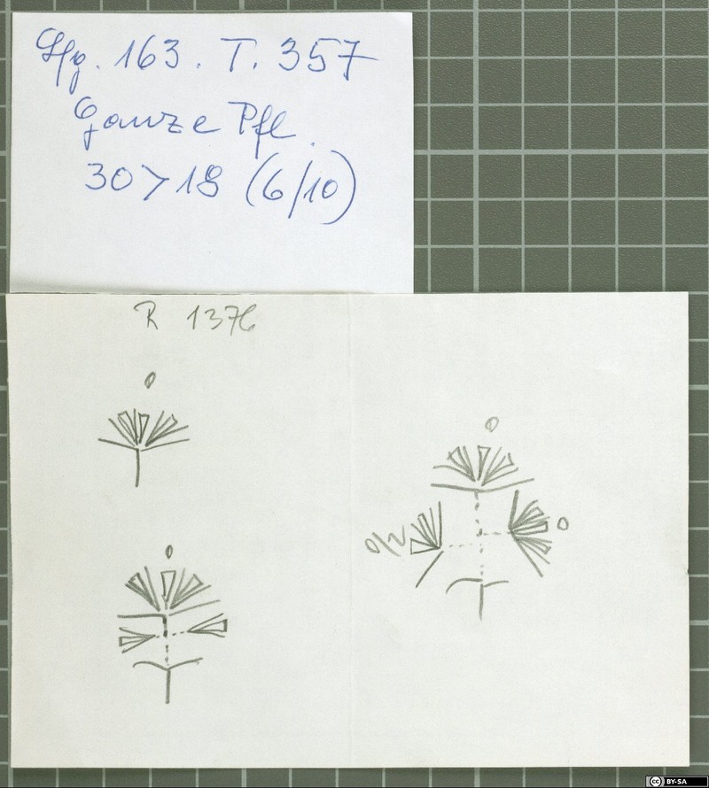 Acanthophyllum korshinskyi