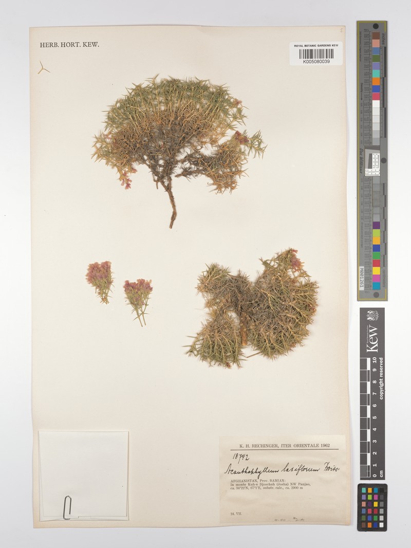Acanthophyllum laxiflorum