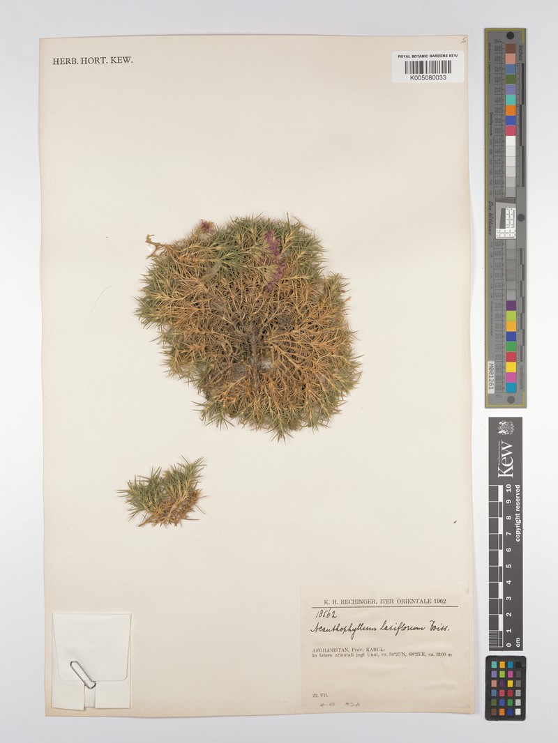 Acanthophyllum laxiflorum photo 2