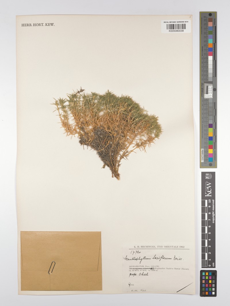 Acanthophyllum laxiflorum photo 3