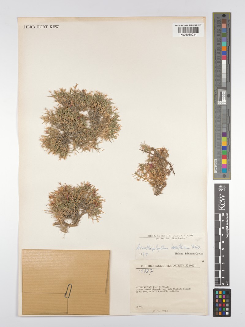 Acanthophyllum laxiflorum photo 4