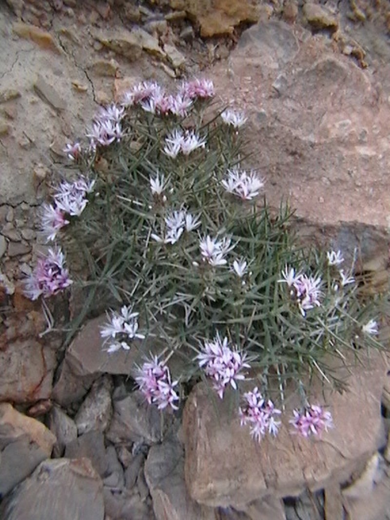 Acanthophyllum laxiusculum photo 2