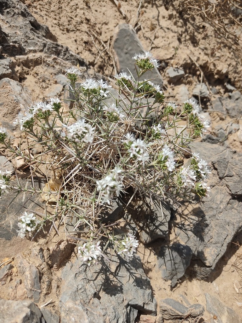 Acanthophyllum laxiusculum photo 3