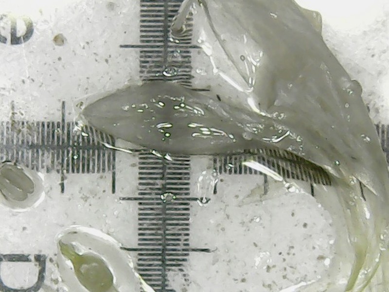 Acanthophyllum laxiusculum photo 4