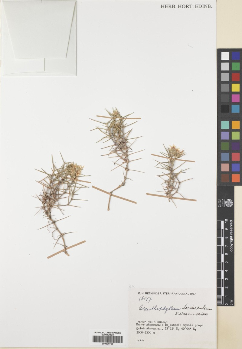 Acanthophyllum laxiusculum photo 7
