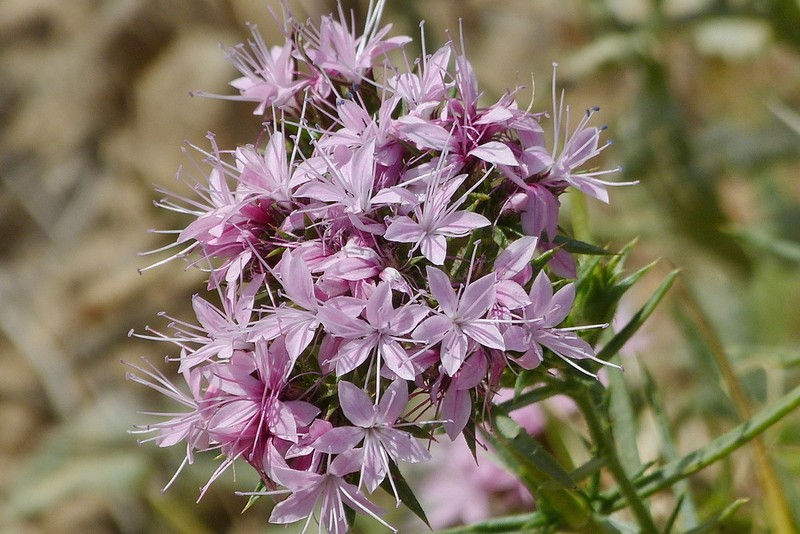 Acanthophyllum lilacinum