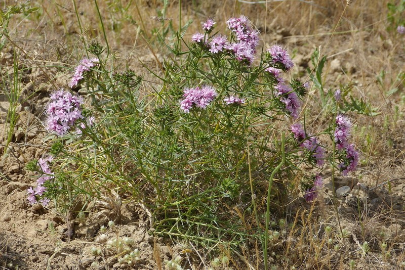 Acanthophyllum lilacinum photo 2