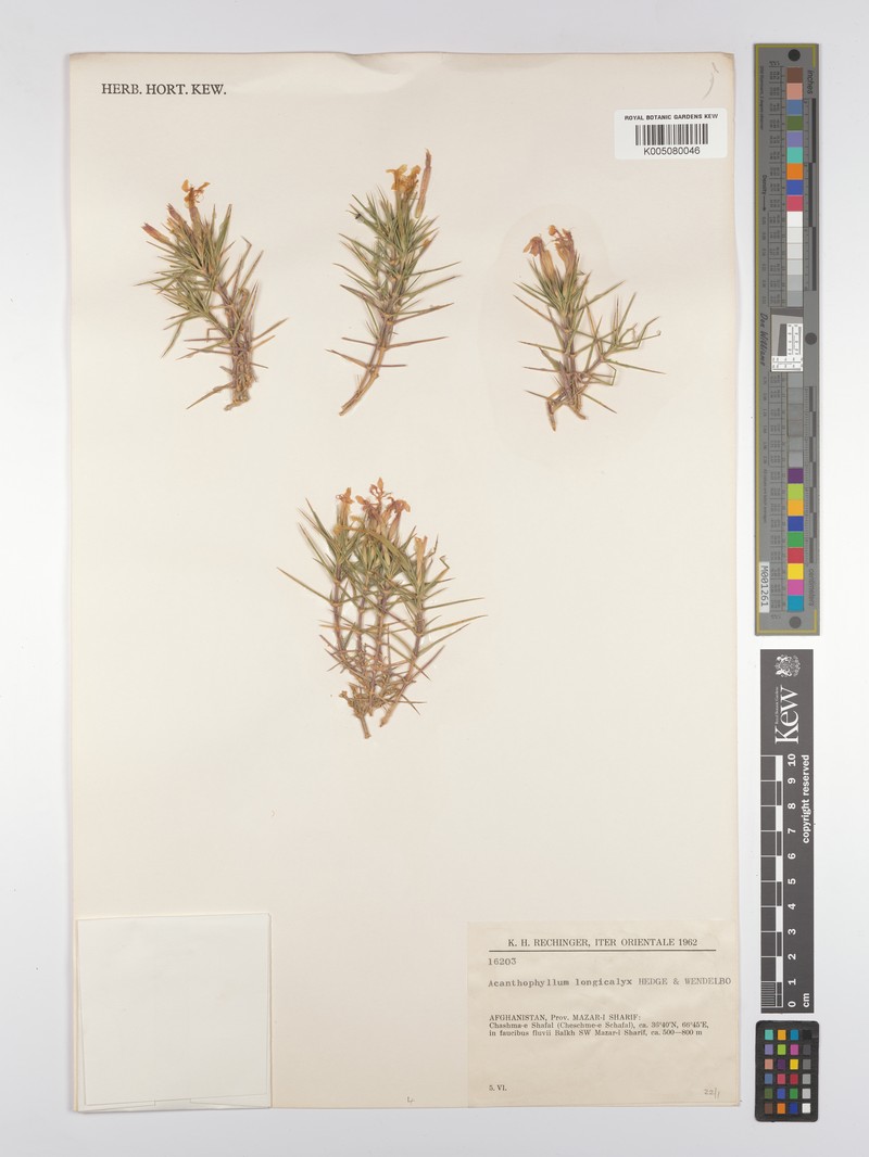 Acanthophyllum longicalyx