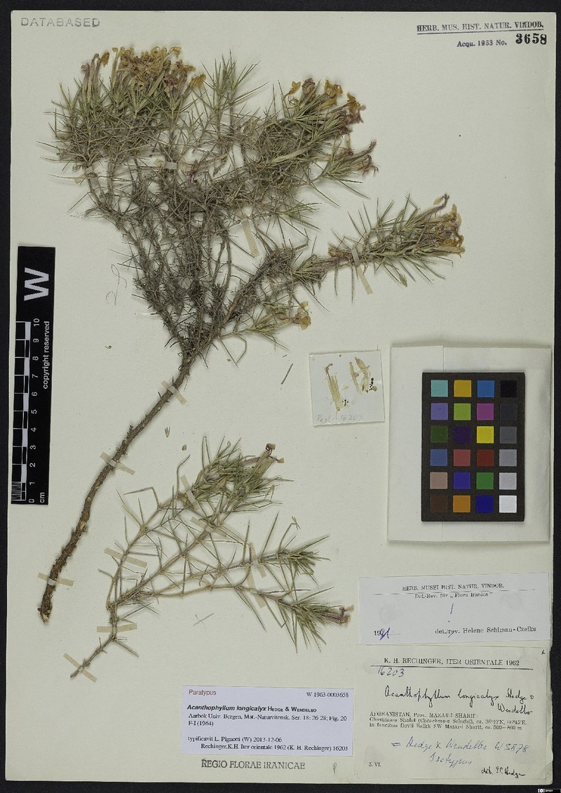 Acanthophyllum longicalyx photo 2