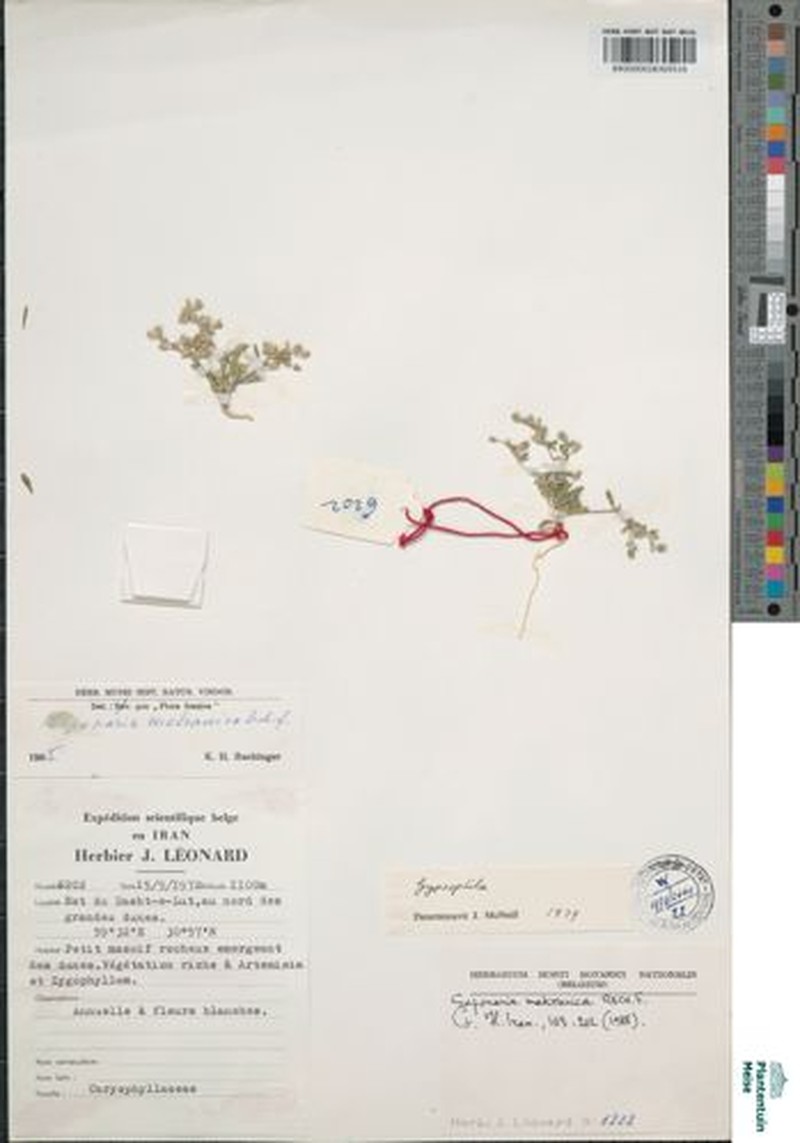 Acanthophyllum makranicum photo 2