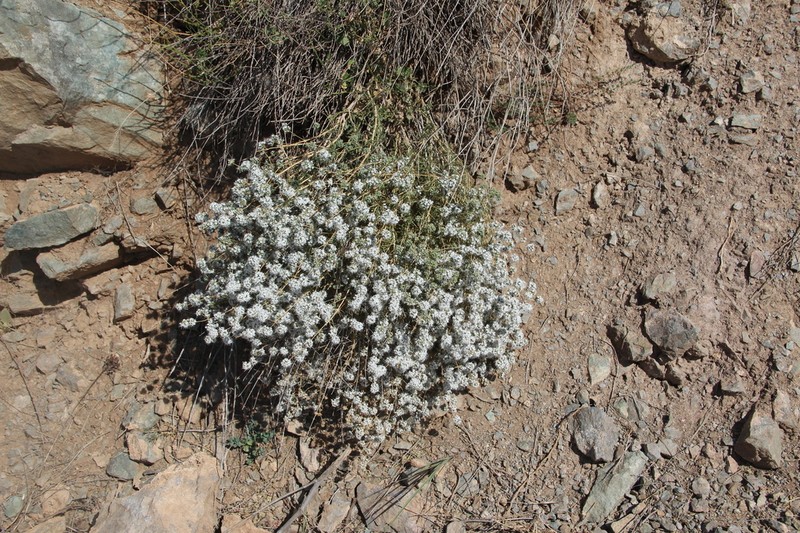 Acanthophyllum mucronatum photo 2