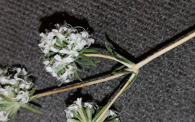 Acanthophyllum mucronatum photo 3