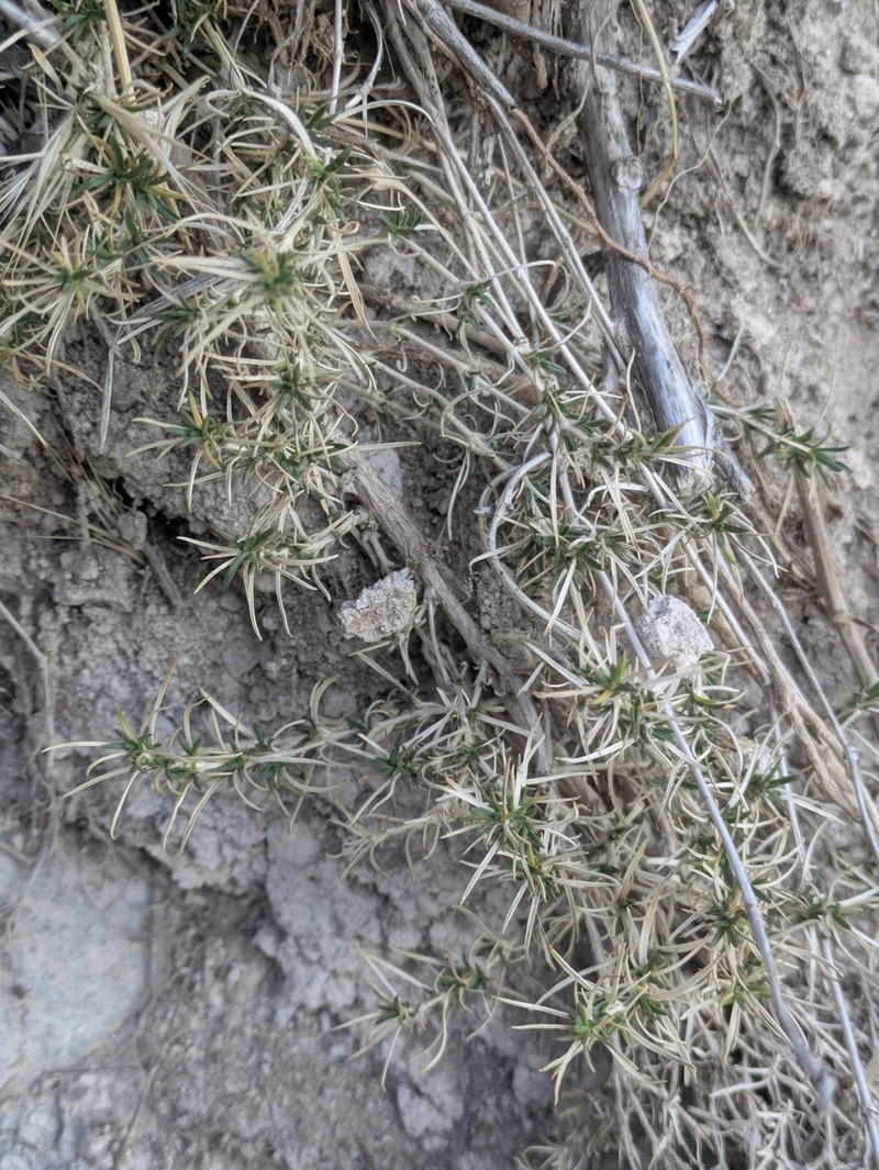 Acanthophyllum mucronatum photo 4