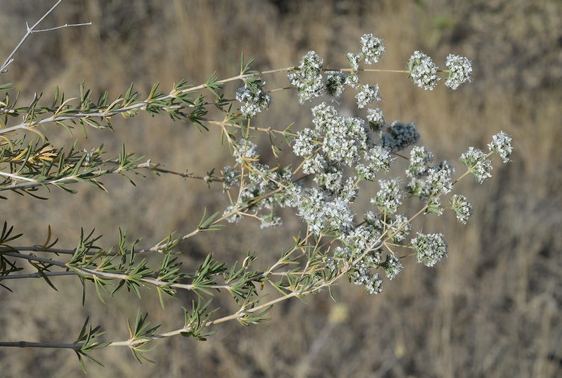 Acanthophyllum mucronatum photo 5