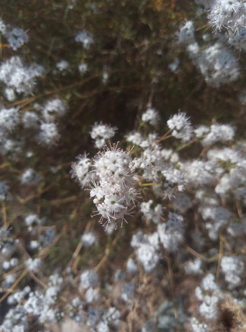 Acanthophyllum mucronatum photo 7