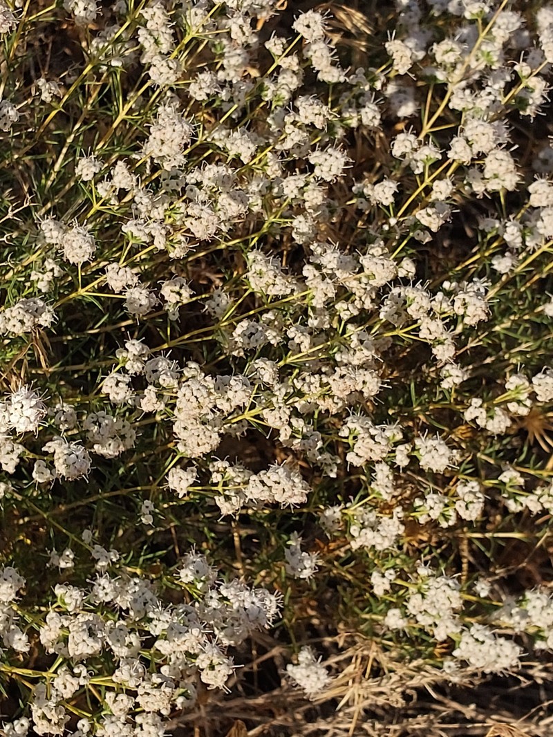 Acanthophyllum mucronatum photo 8